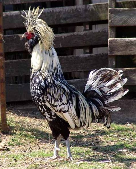 Hollands have a bright red combs and are usually medium to moderately large. . Rare chickens breeds